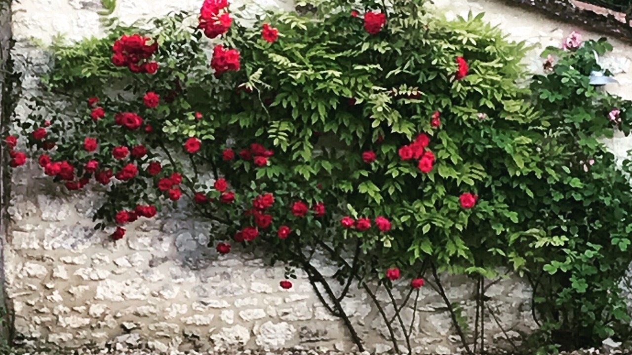 Photo of Outdoor in La Roquille