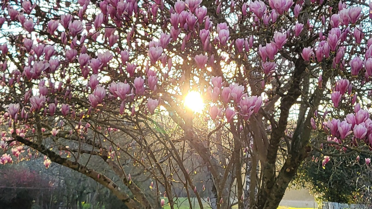 Photo of Outdoor in Nalliers