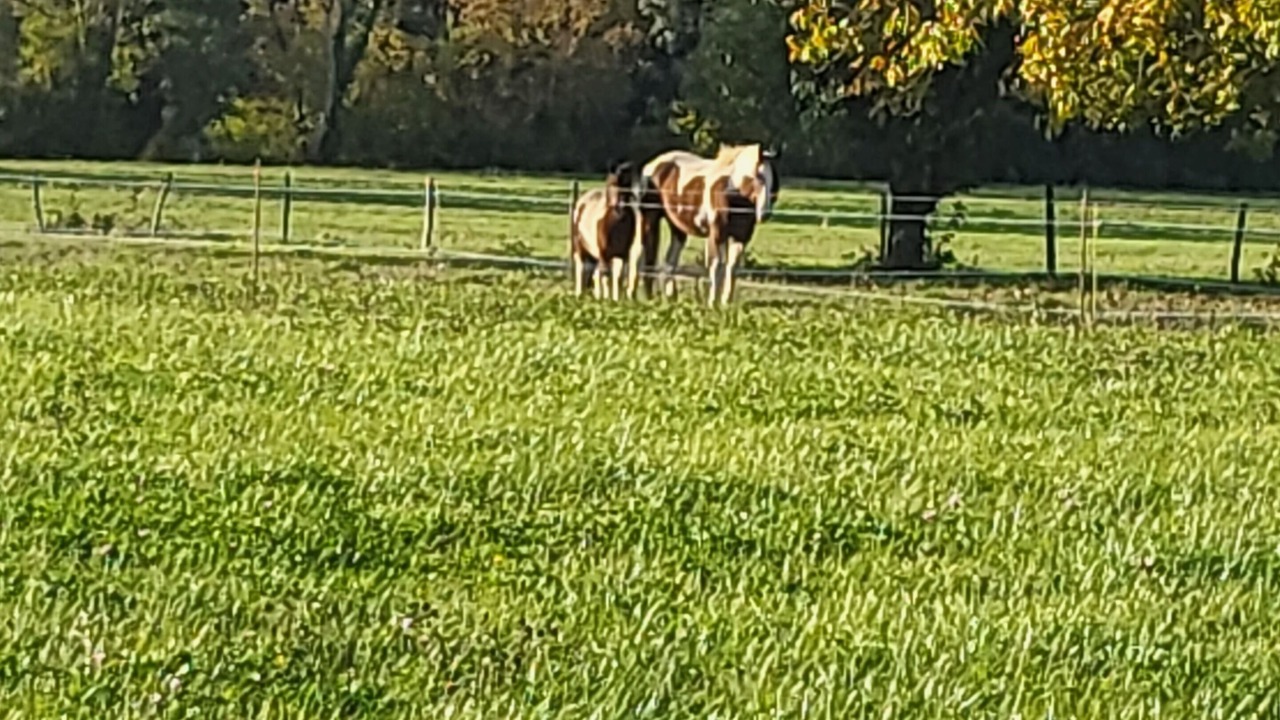 Photo of Outdoor in Nalliers