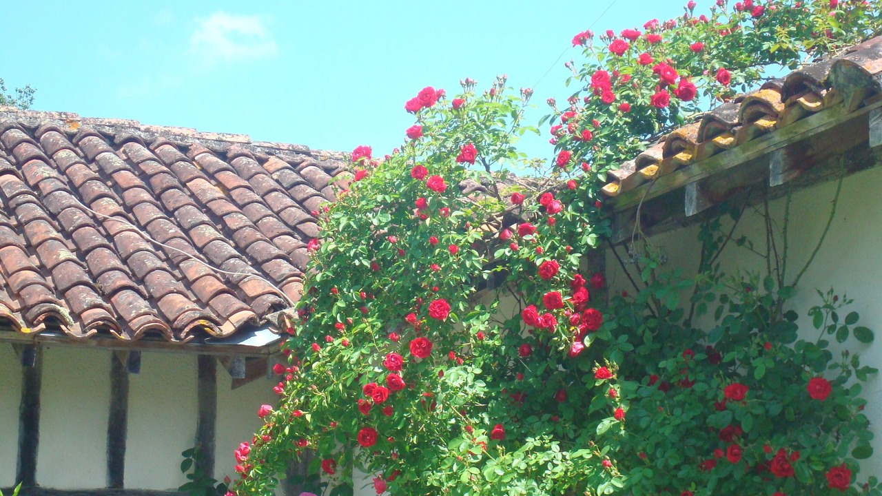Photo of Outdoor in Lacquy