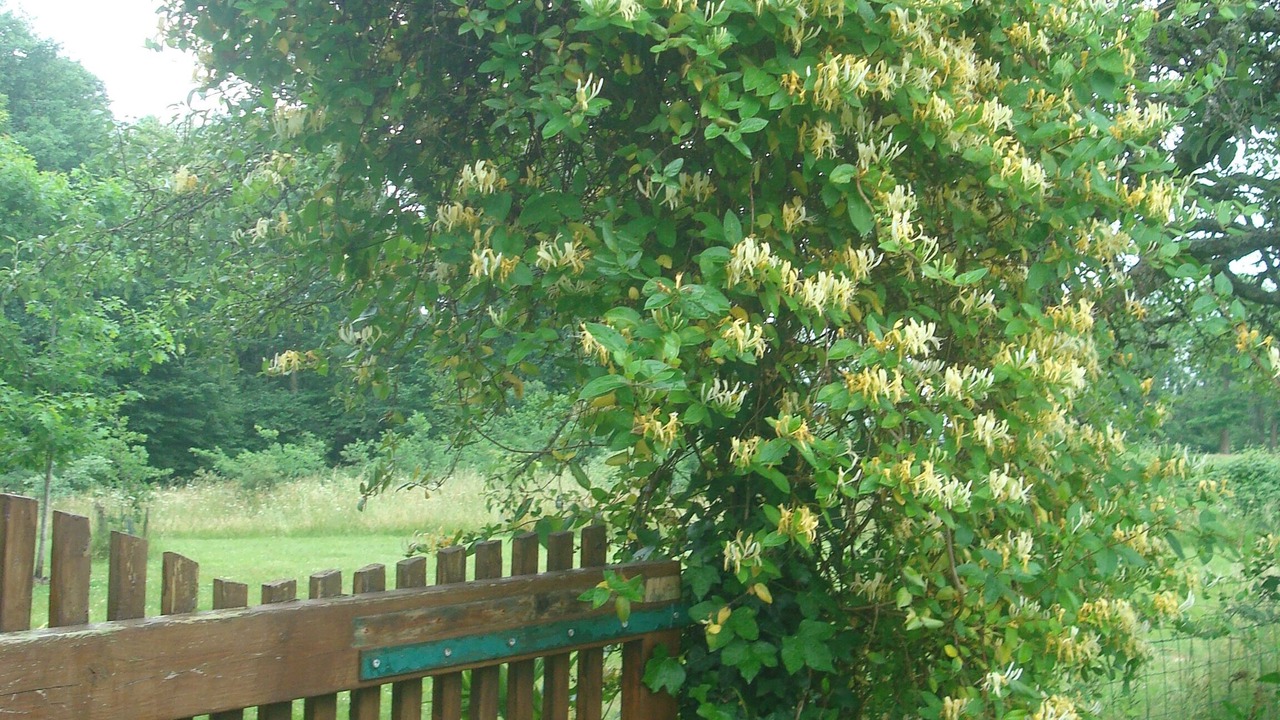 Photo of Outdoor in Lacquy