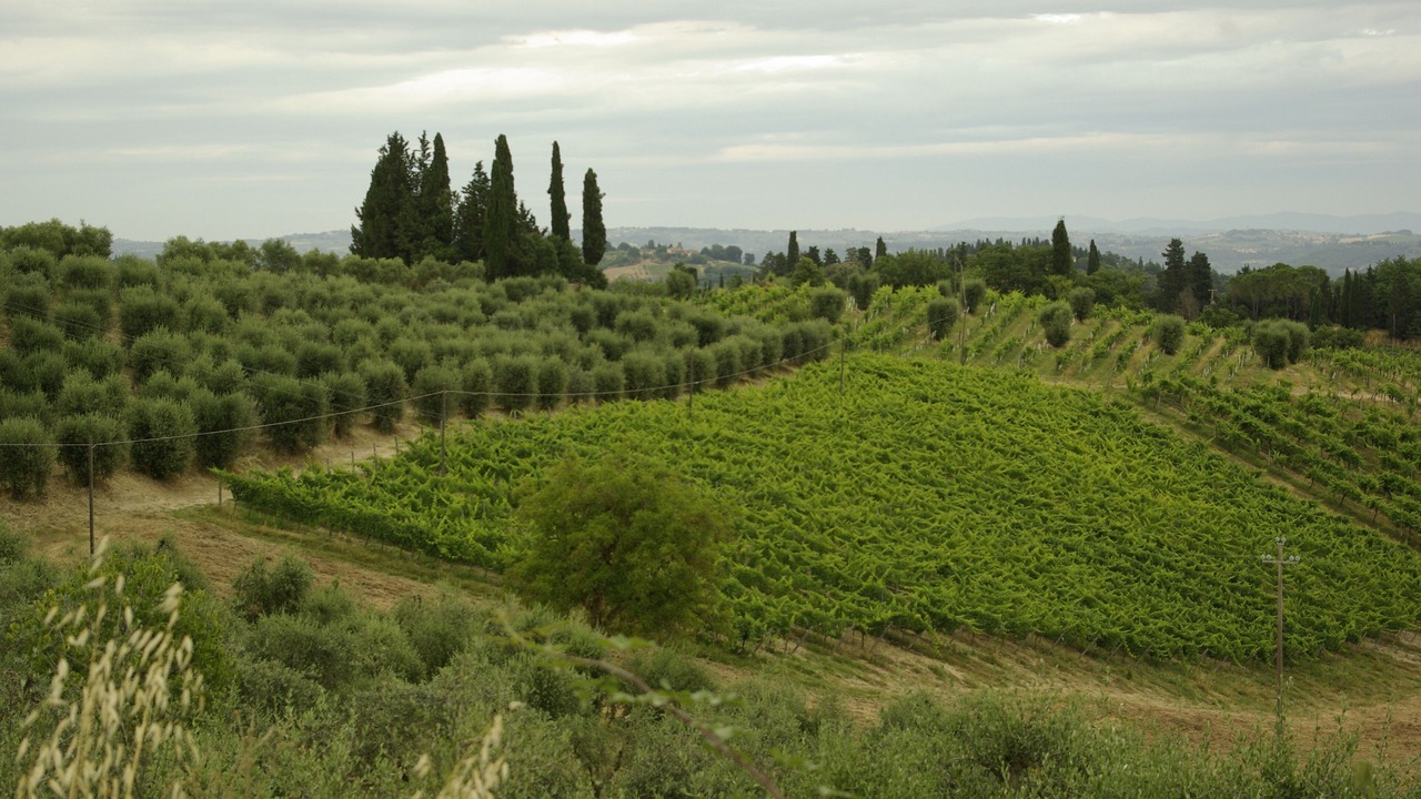 Photo of Others in Aramo
