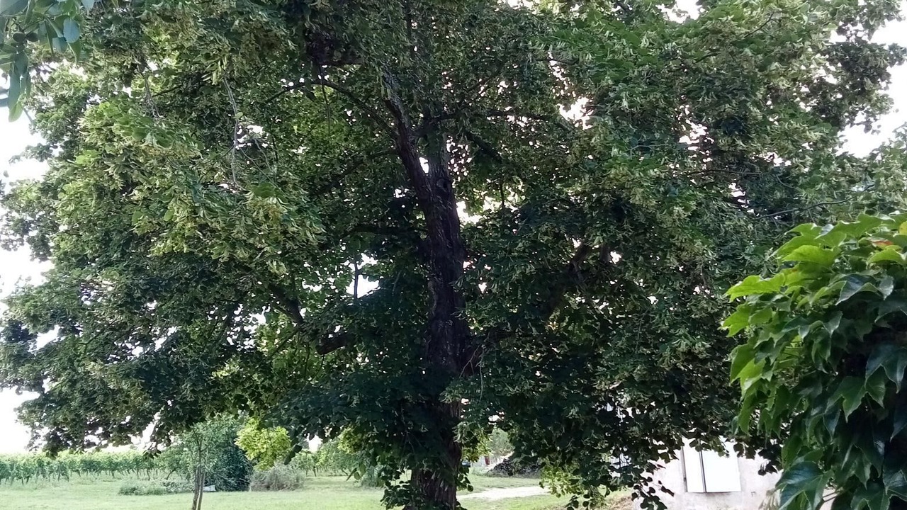 Photo of Outdoor in Ruch