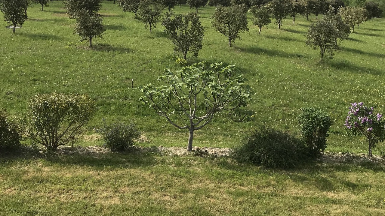Photo of Outdoor in Lusignan-Petit