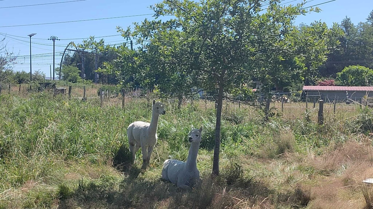 Photo of Others in Rion-des-Landes