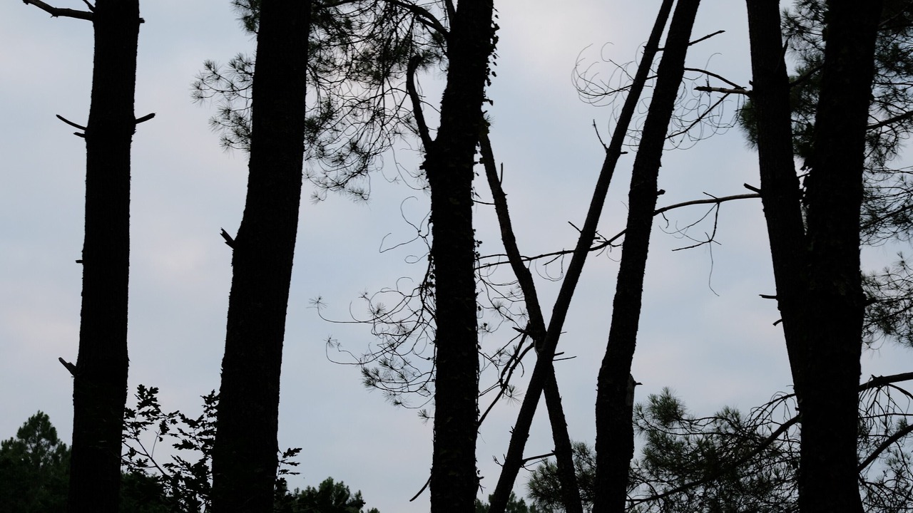 Photo of Others in Issac