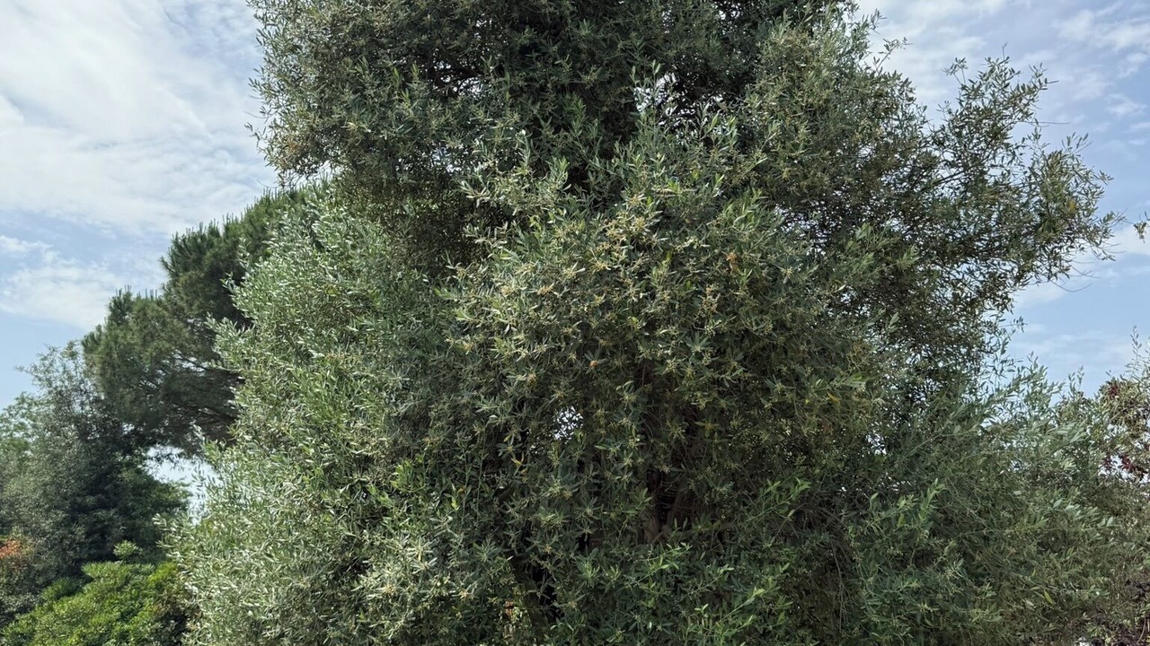Photo of Outdoor in Pujols