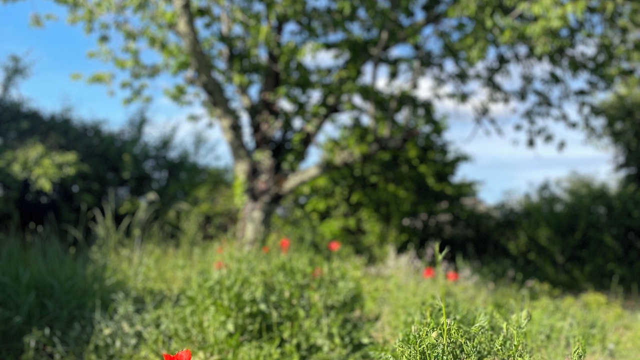 Photo of Outdoor in Saint-Christophe-des-Bardes