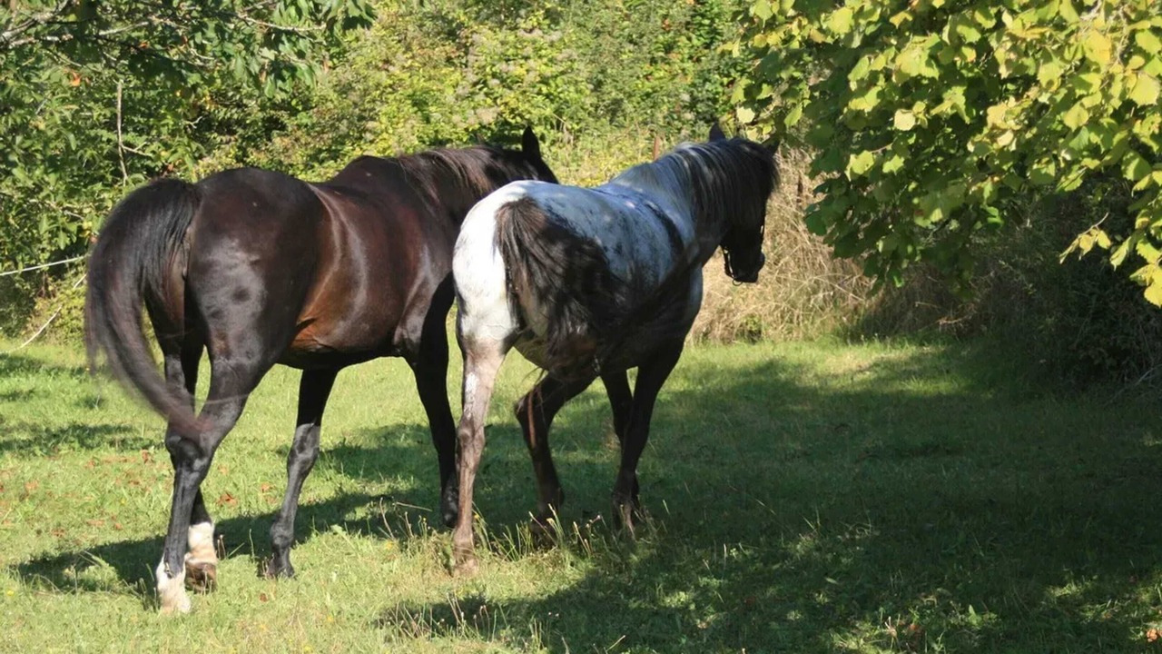Photo of Others in Chalandray