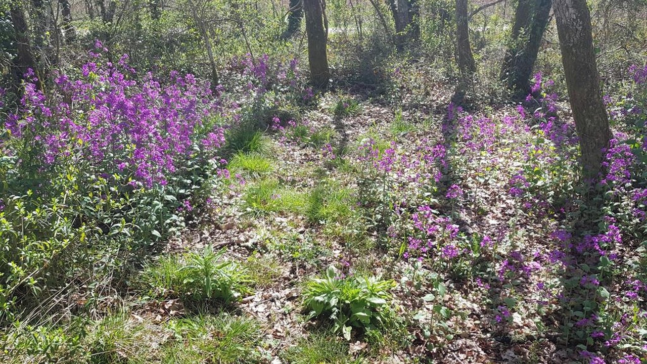 Photo of Others in Bussac-Foret