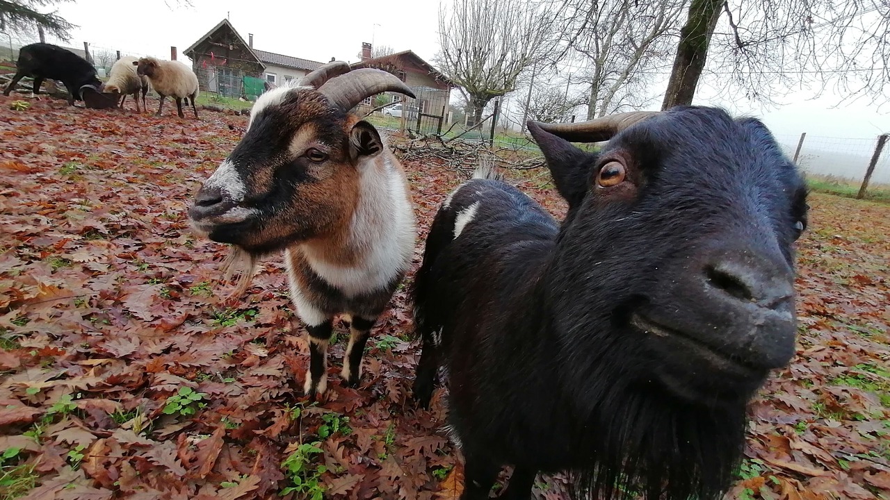 Photo of Others in Cachen