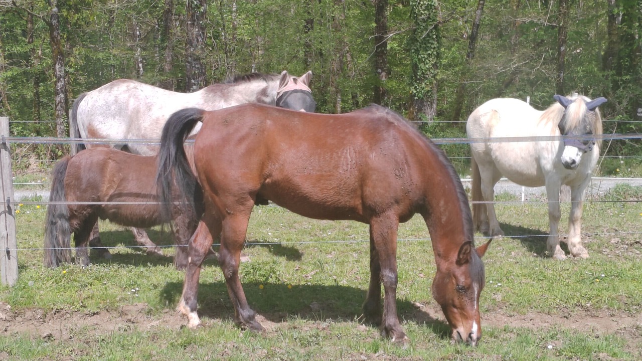 Photo of Others in Chalais