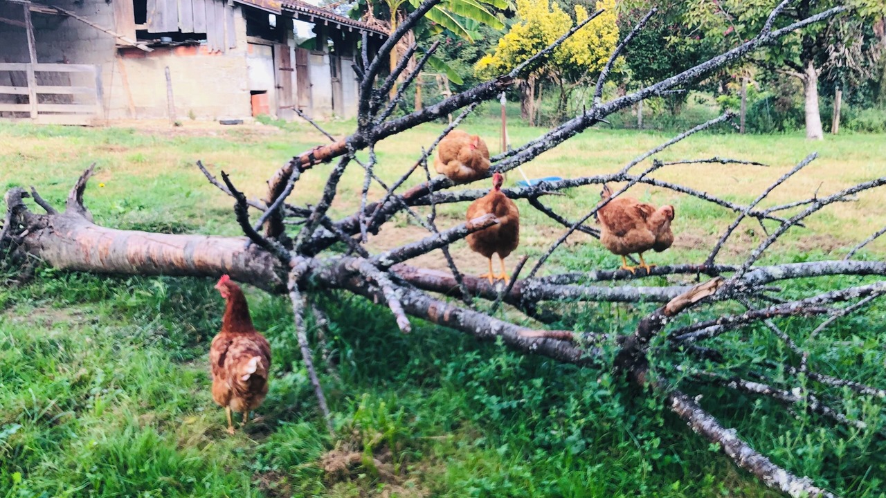 Photo of Outdoor in Heugas