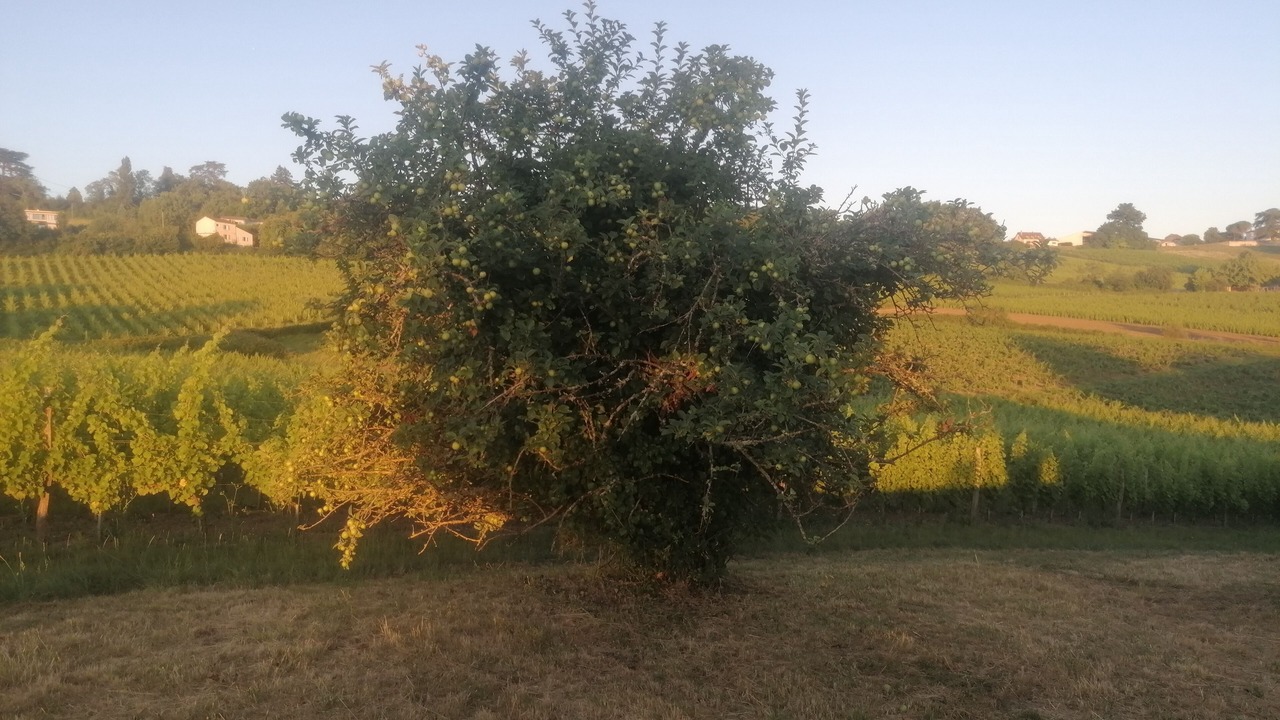 Photo of Others in Monbazillac