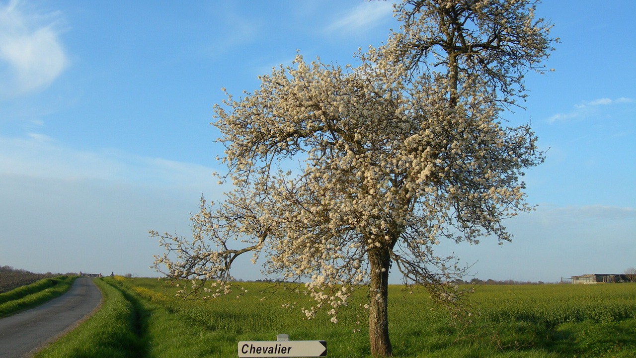 Photo of Others in Saint-Quentin-de-Chalais