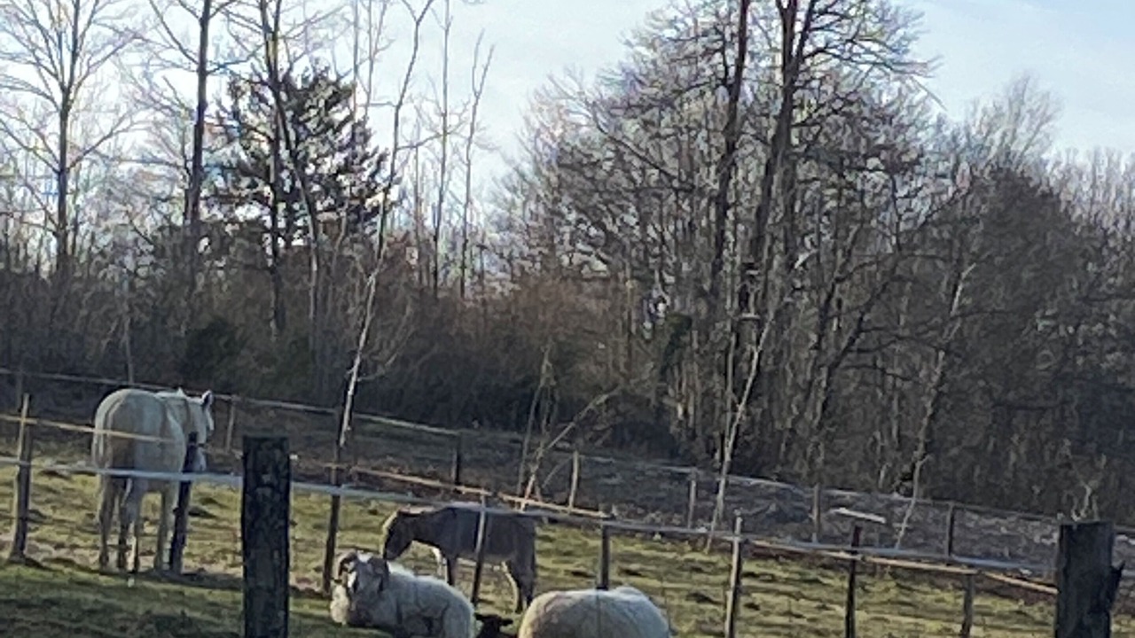 Photo of Others in Saint-Germain-les-Vergnes