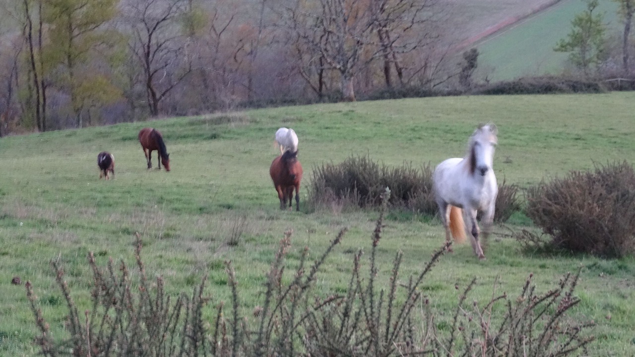 Photo of Others in Monein