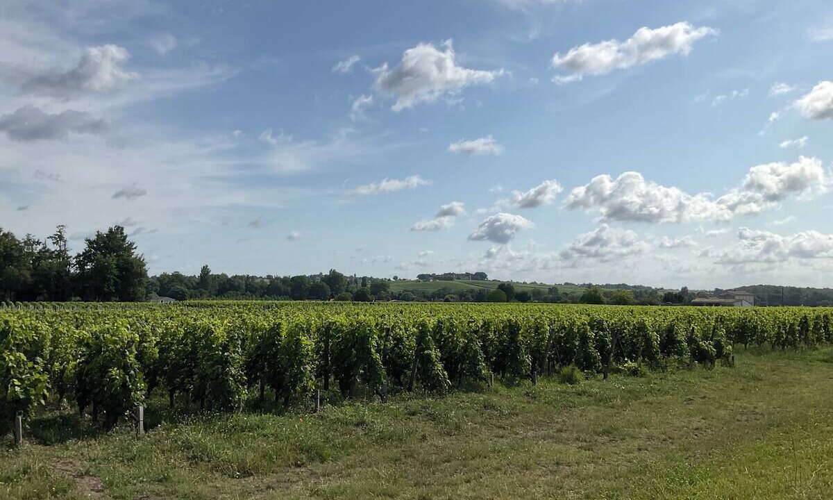 Photo of Others in Saint-Emilion