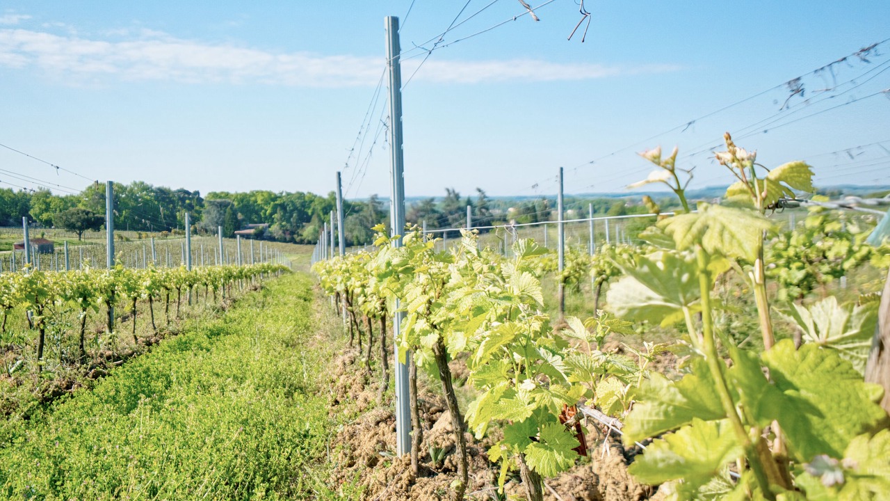 Photo of Others in Monbazillac