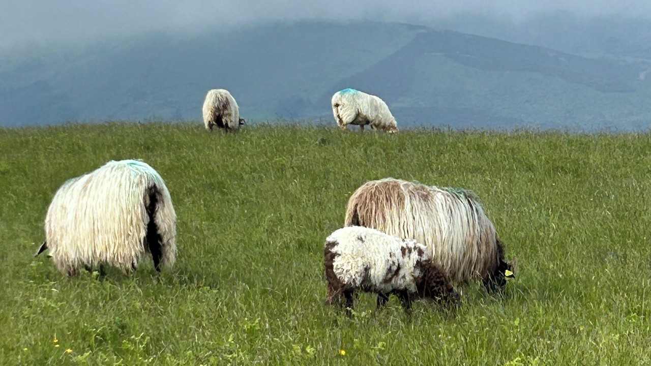Photo of Others in Ascain