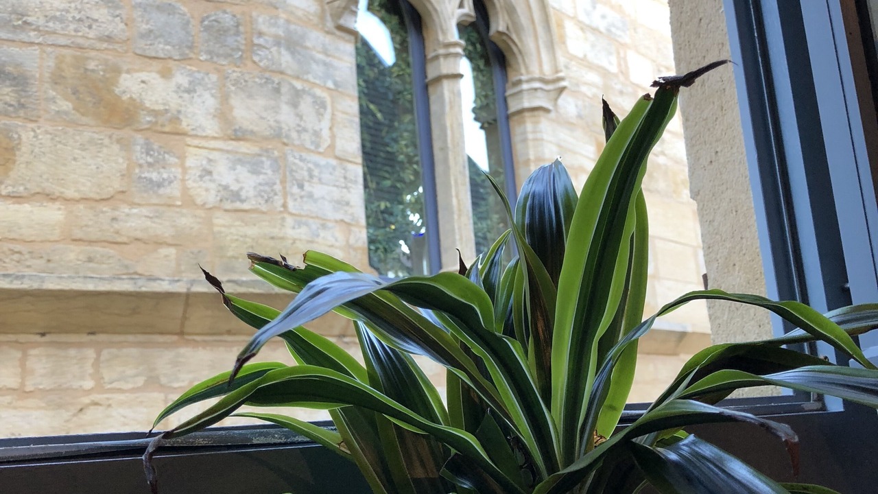 Photo of Outdoor in Sarlat-la-Caneda Historic Center
