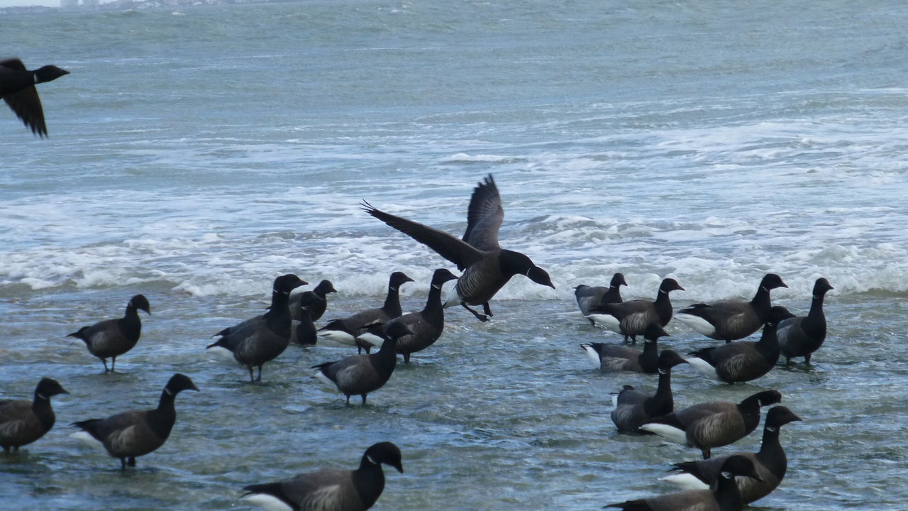 Photo of Outdoor in Rivedoux-Plage