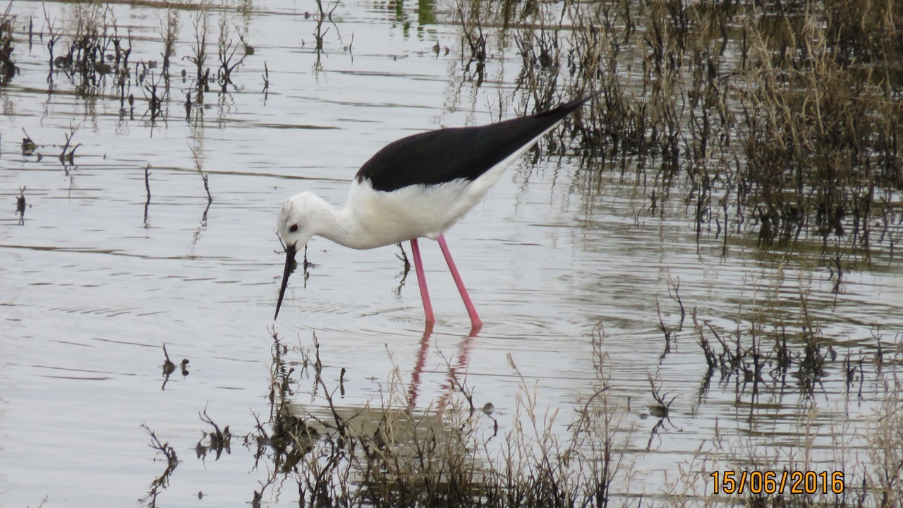 Photo of Others in Rivedoux-Plage