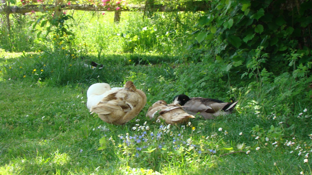 Photo of Others in Villamblard