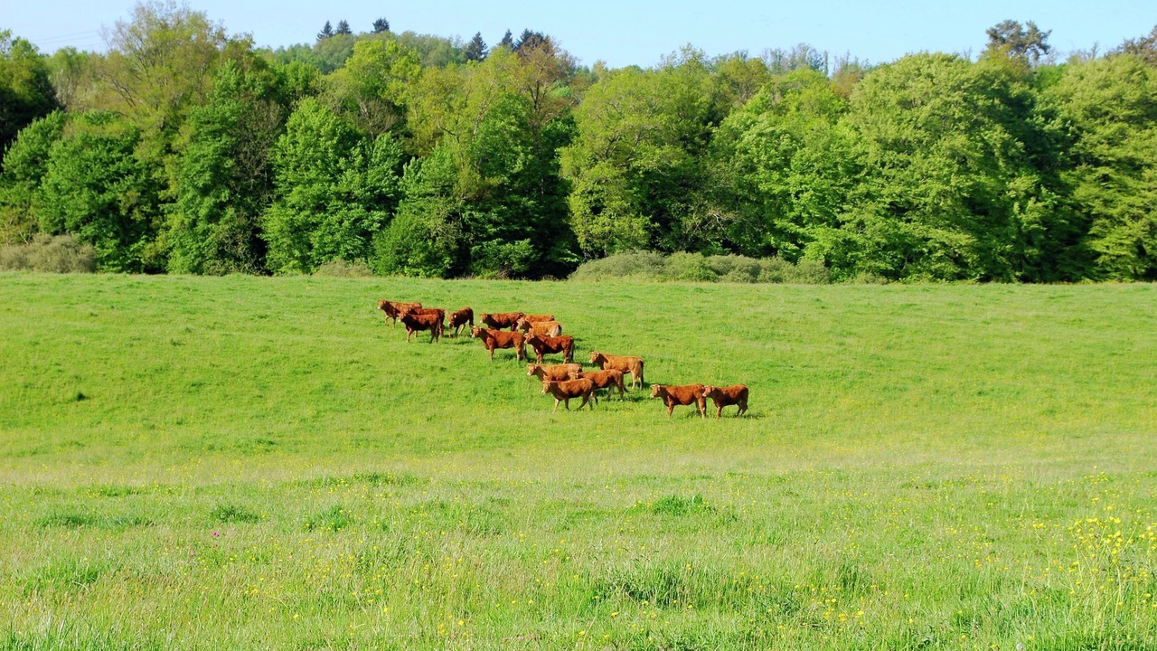 Photo of Others in Roussines