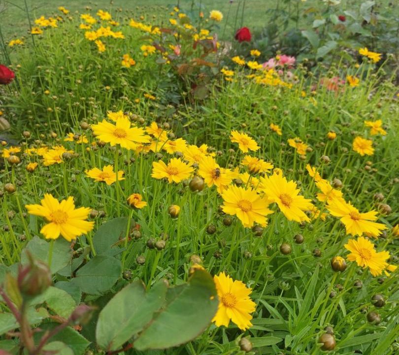 Photo of Outdoor in Neuville-de-Poitou