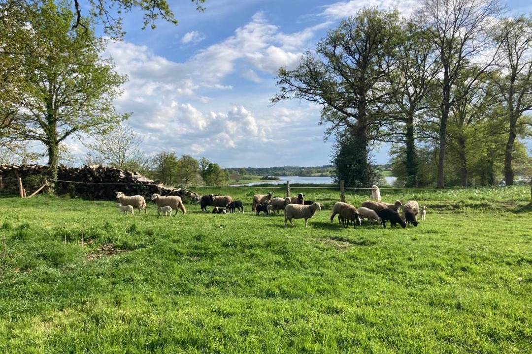Photo of Others in Saint-Quentin-sur-Charente