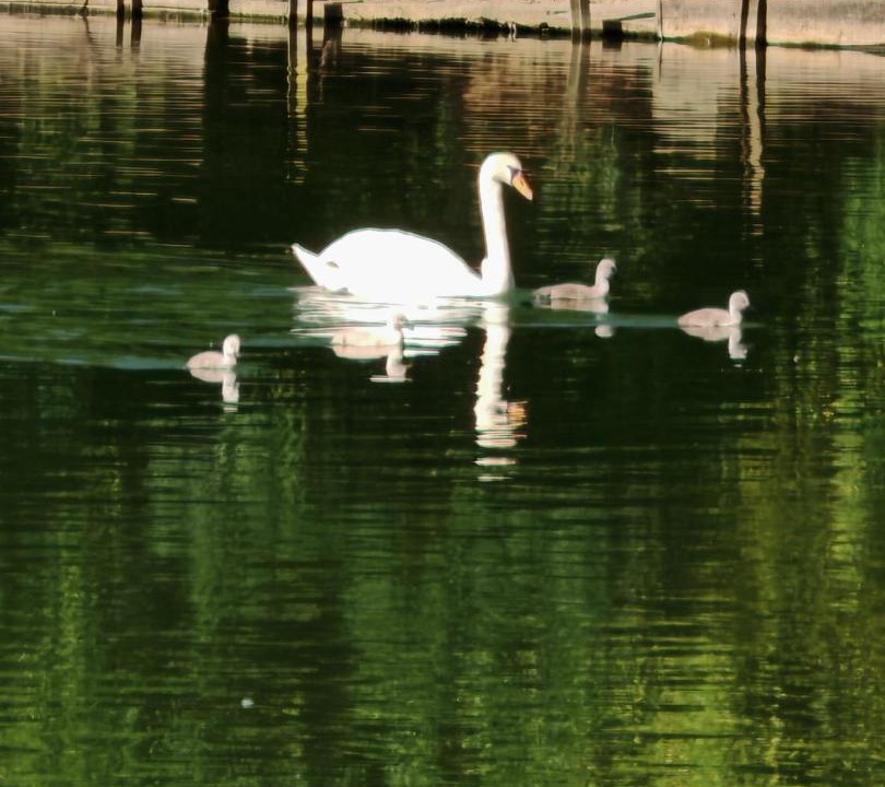 Photo of Others in Magnac-sur-Touvre