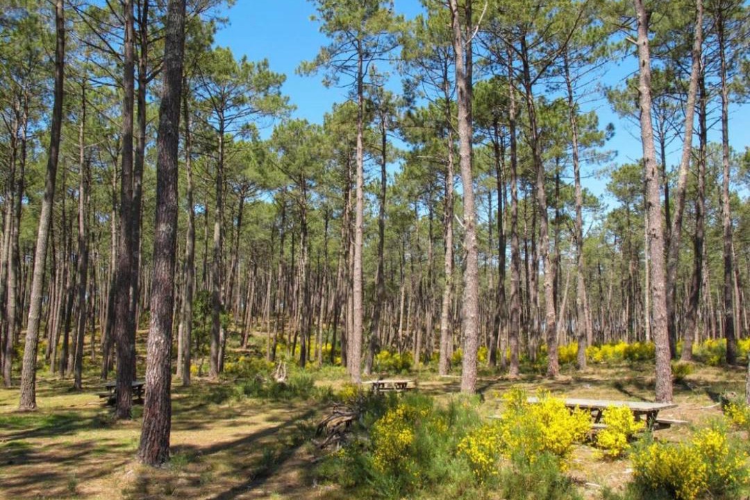 Photo of Outdoor in Lit-et-Mixe
