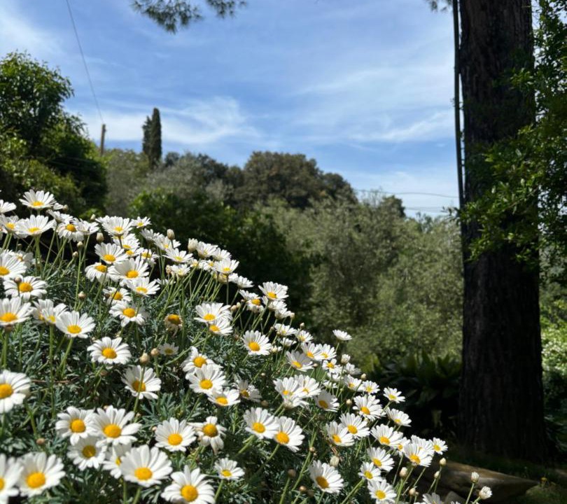 Photo of Others in Carmignano