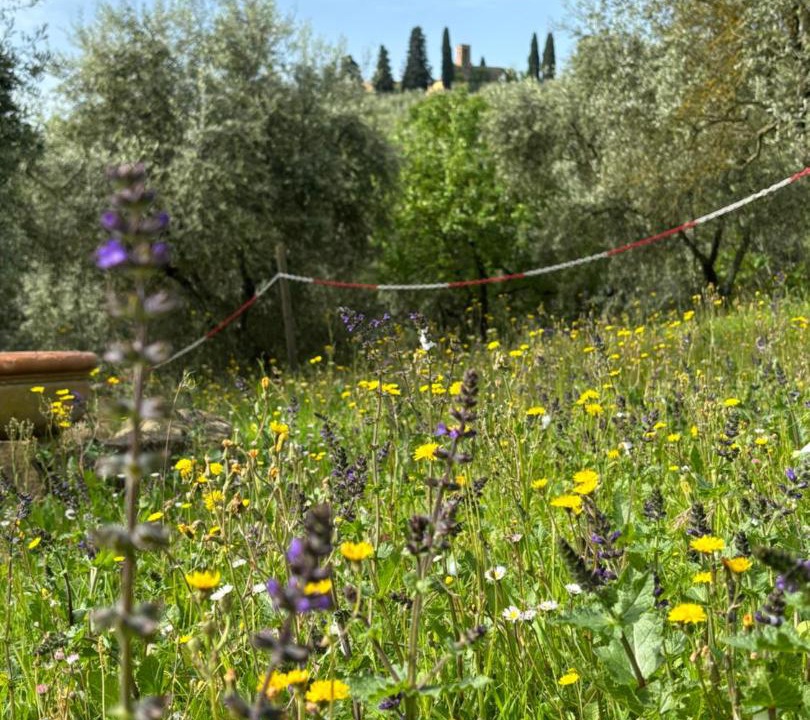 Photo of Others in Carmignano