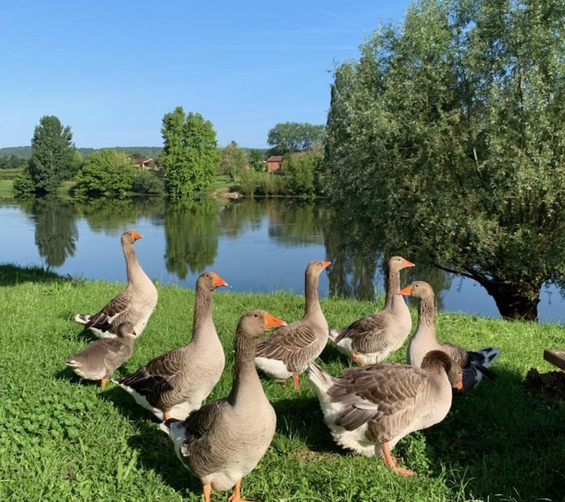 Photo of Others in Badefols-sur-Dordogne