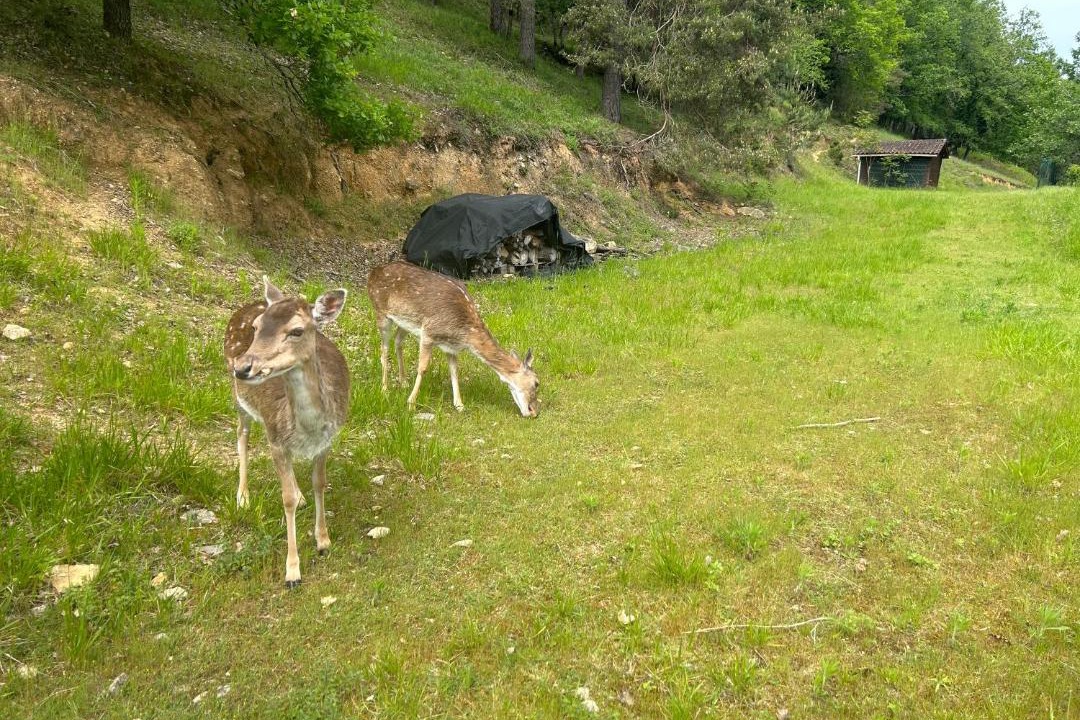 Photo of Others in Montignac