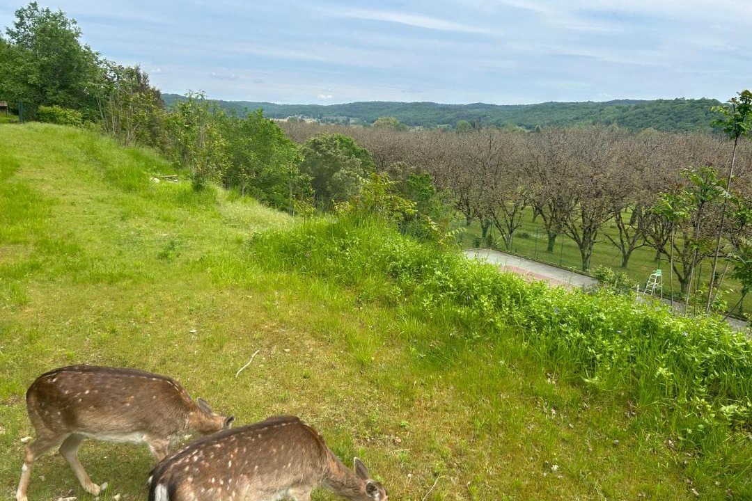 Photo of Others in Montignac
