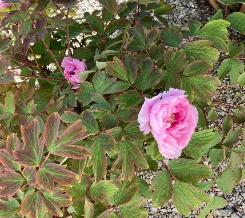 Photo of Outdoor in Ars-en-Re