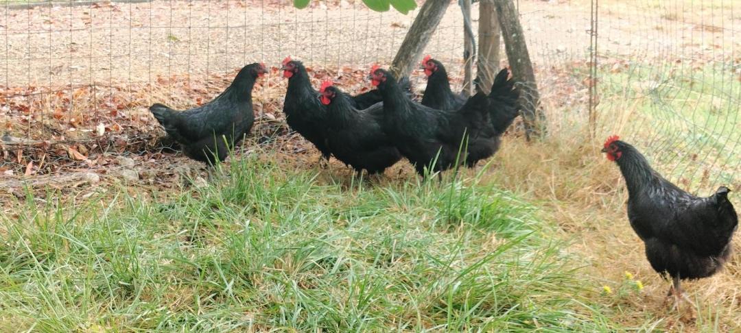 Photo of Others in Conne-de-Labarde