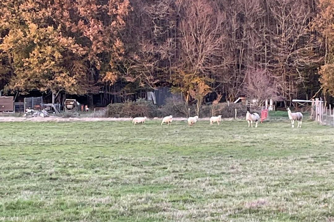 Photo of Others in Savigny-Levescault