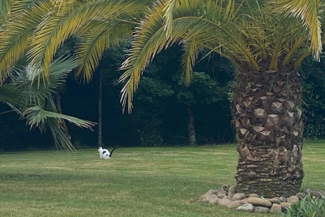 Photo of Outdoor in Saint-Andre-de-Seignanx