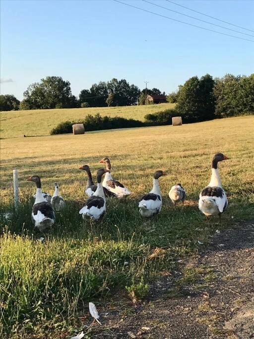Photo of Others in Le Buisson-de-Cadouin