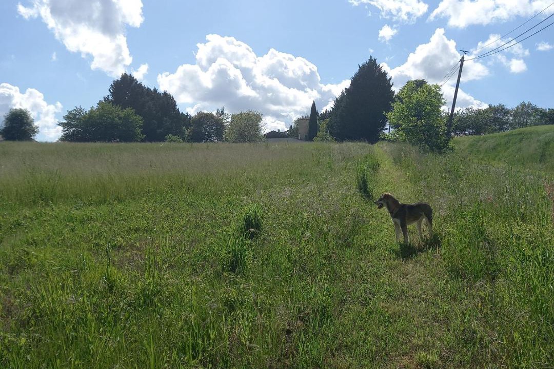Photo of Outdoor in Armillac