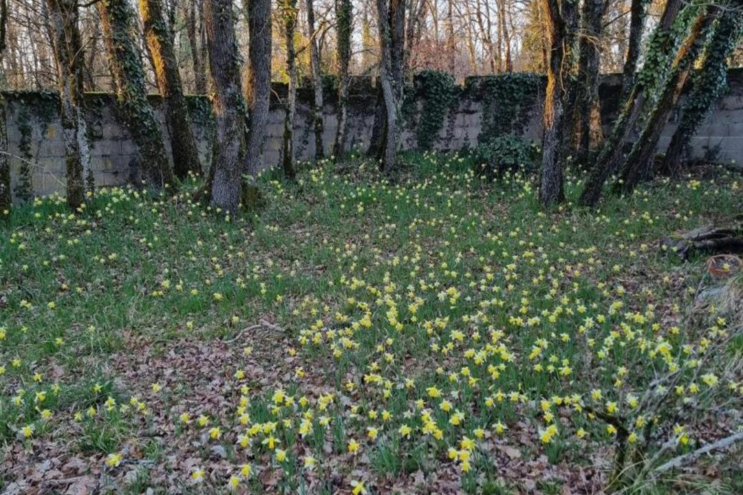 Photo of Outdoor in Puyreaux