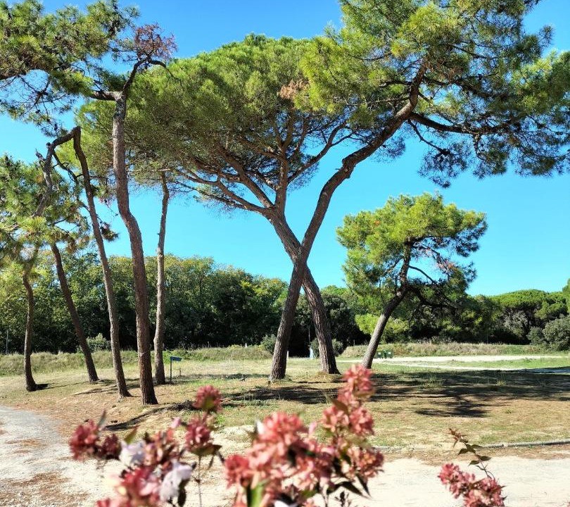 Photo of Others in Saint-Pierre-d'Oleron