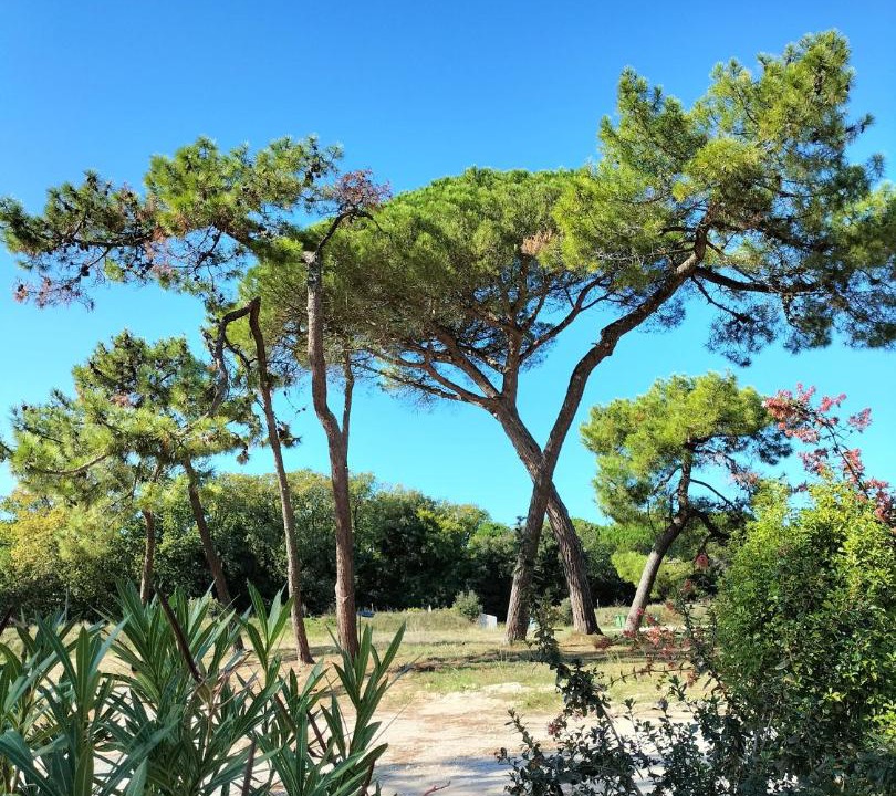 Photo of Others in Saint-Pierre-d'Oleron