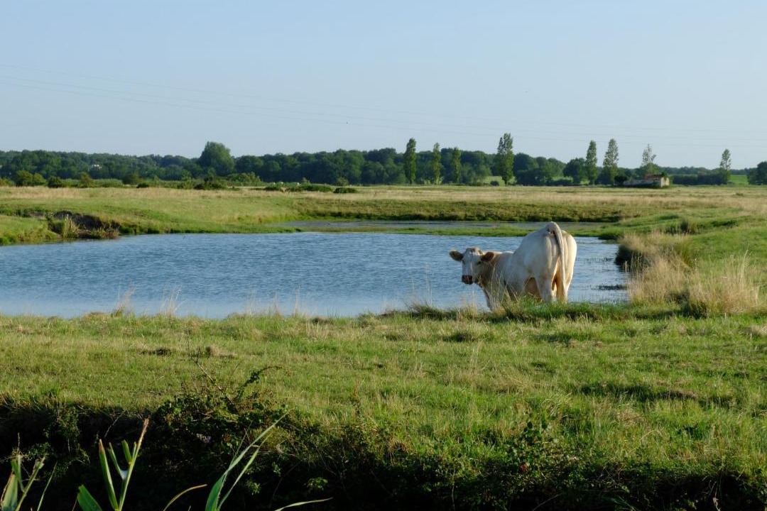 Photo of Others in Saint-Sornin
