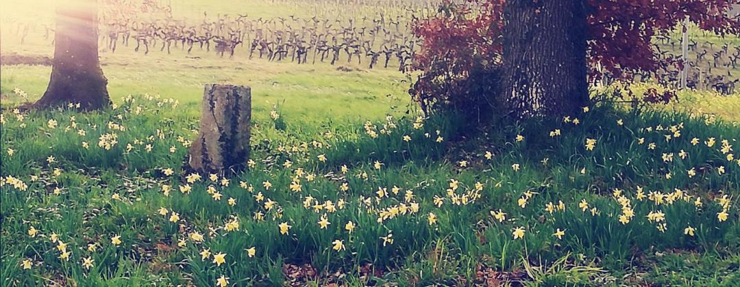 Photo of Others in Saint-Genes-de-Castillon
