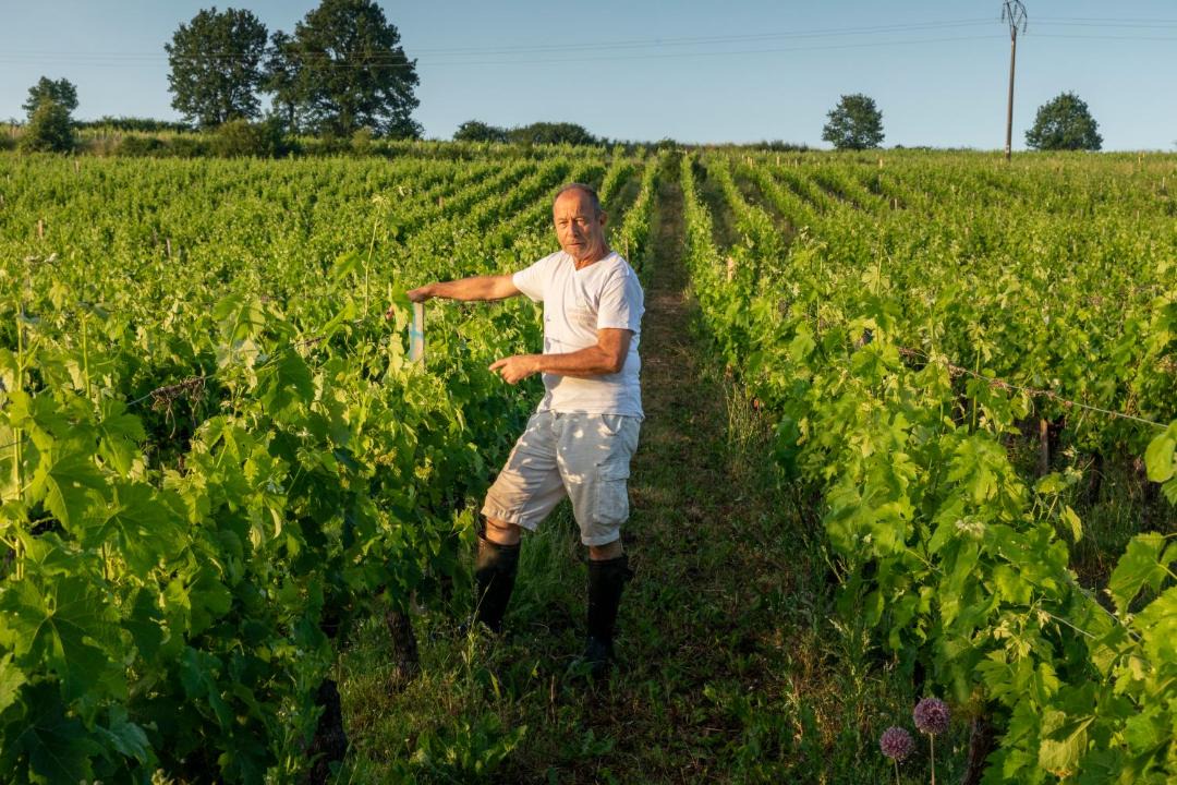 Photo of Others in Bourg-sur-Gironde